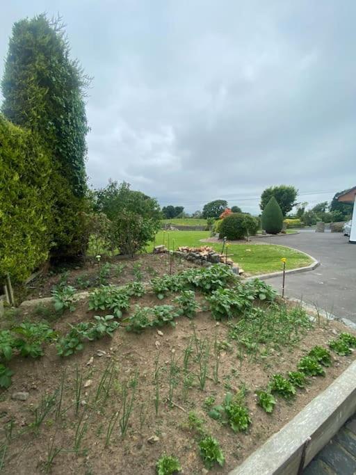 Country Cottage Close To The City. Newry Exterior photo